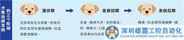 动物7