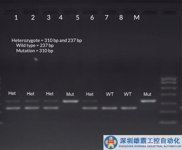 动物10